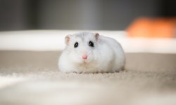 Штрафы за превышение скорости в 2026 году: таблица, камеры, оплата